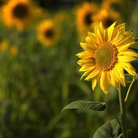 Sunflower by Dieter Beselt