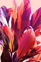Fuchsia-Blätter I