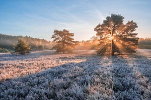Zonsopkomst in de herfst op de berijpte heide
