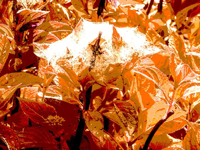 Octobre doré par Christine Nöhmeier