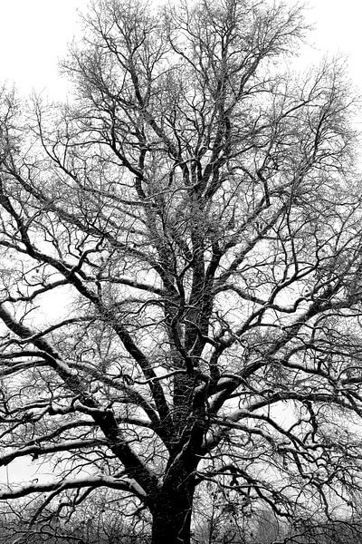 Baum in der Winterzeit von Thomas Jäger