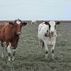 29. Buitendijks gebied, Noarderleech, roodbonte koeien. van Alies werk