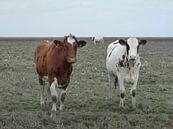 29. Buitendijks gebied, Noarderleech, roodbonte koeien. van Alies werk thumbnail