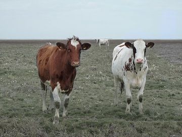 29. Buitendijks gebied, Noarderleech, roodbonte koeien. van Alies werk