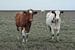 29. Zone périphérique, Noarderleech, vaches à chapeau rouge. sur Alies werk