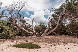 Des arbres et une nature sauvage dans une sculpture paysagère entrelacée