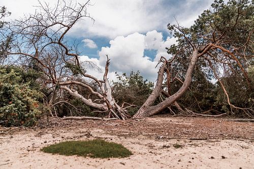 Des arbres et une nature sauvage dans une sculpture paysagère entrelacée