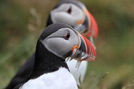 Papageitaucher mit Sandaalen Iceland von Frank Fichtmüller