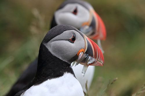 Papegaaiduikers met zandalen IJsland