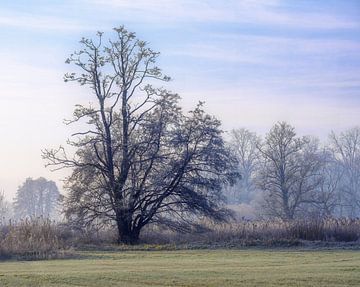 Winterlandschap met een vrijstaande boom van ManfredFotos