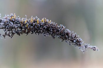 frozen butterfly bush/ close-up