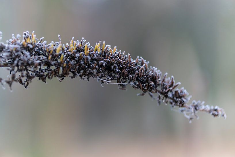 frozen butterfly bush/ close-up by Miranda dekempeneer