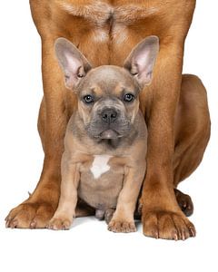 Niedlicher französischer Bulldoggenwelpe zwischen den Beinen eines burgunderfarbenen Hundes