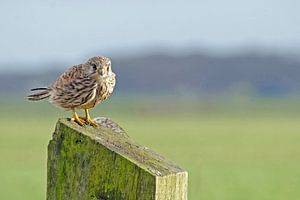 torenvalk  op een paal in de polder van Petra Vastenburg