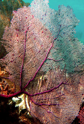 Gorgonian fan