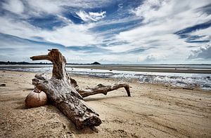 Bois flotté et noix de coco échoués sur Graham Forrester