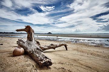 Beached drift wood and coconut by Graham Forrester