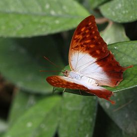 Perlenkaiser von Matthias Brix