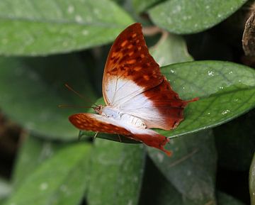 Pearl emperor by Matthias Brix