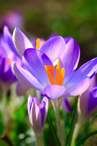 Fascinating crocus blossom, spring awakening