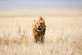Löwe im offenen Feld von Tom van de Water
