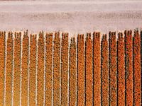Start of an orange bulb field