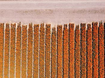 Beginn eines Feldes mit orangefarbenen Zwiebeln