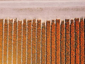 Begin van een oranje bollenveld van Nico van Maaswaal