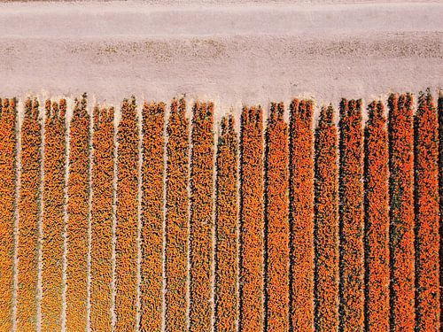 Start of an orange bulb field