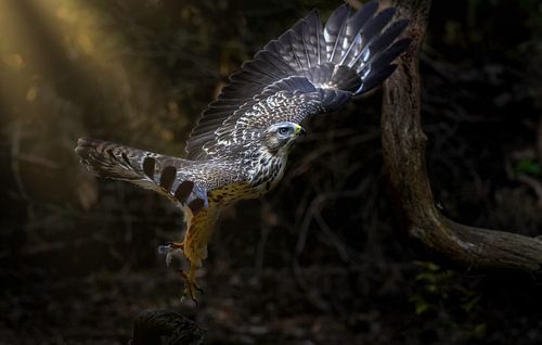 Deze prachtige buizerd zoekt een rustplaatsje na de maaltijd !
