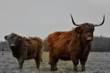 Schotse hooglanders 2 kleurig van Sascha van Dam