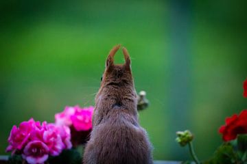 Eekhoorn achter de geranium.