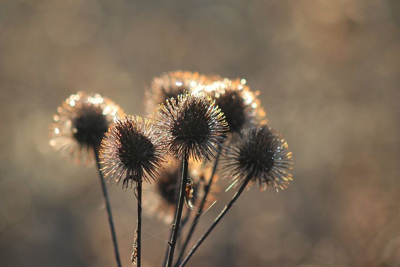Thistles by John Kerkhofs