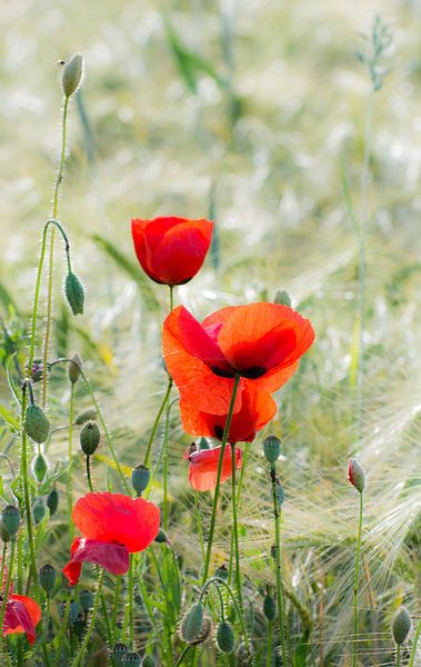 Poppies in the cornfield by ManfredFotos