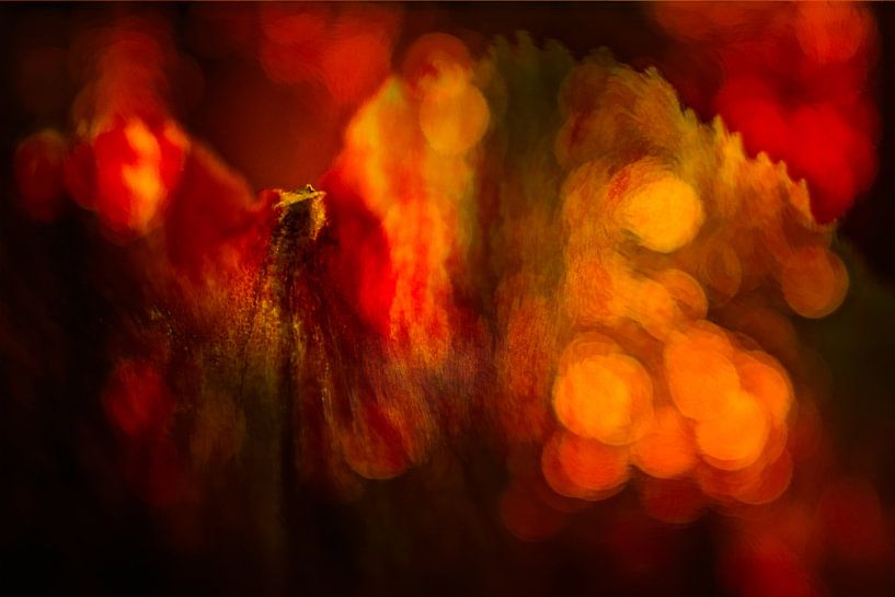 Amaryllis by Dick Jeukens