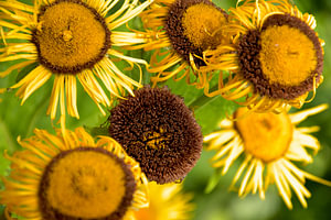 Spätsommer in Gold – Strahlende Sonnenblumen voller Charakter