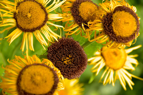 Spätsommer in Gold – Strahlende Sonnenblumen voller Charakter