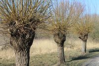 wilgenboom