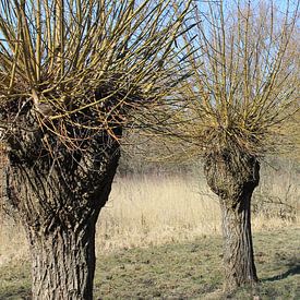 wilgenboom van Sedat Bice