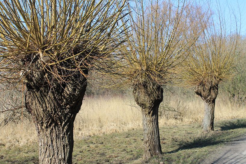 wilgenboom by Sedat Bice