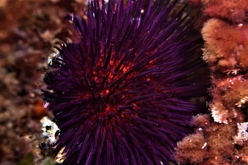 Erizo de mar