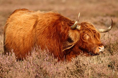 Schotse Hooglander op de hei