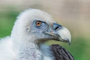 Gänsegeier - Gyps fulvus