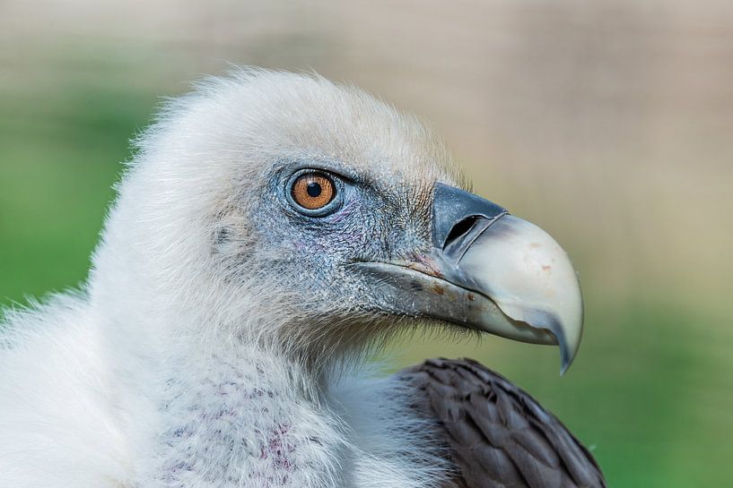 Griffon Vulture - Gyps fulvus by Rob Smit