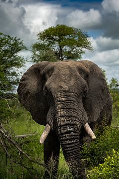 Elefant im südafrikanischen Kruger-Park von Paula Romein