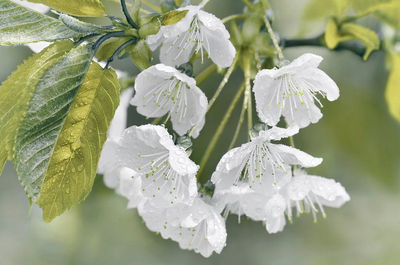 Cherry blossoms by Violetta Honkisz