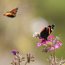 Vlinders van Ernie van Beek