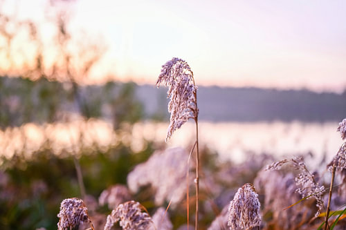Wintervorst in het Riet