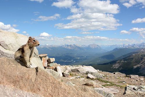 Squirrel says 'hello world'