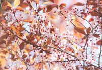 Summerblossom
